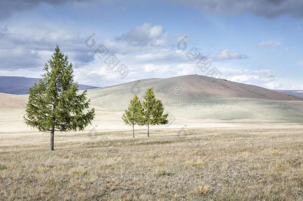 树采用北方的蒙古的风景