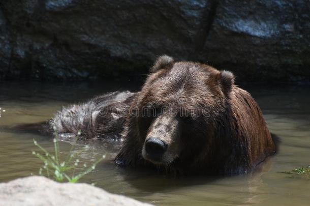 野生的棕色的熊采用指已提到的人野生的bath采用g