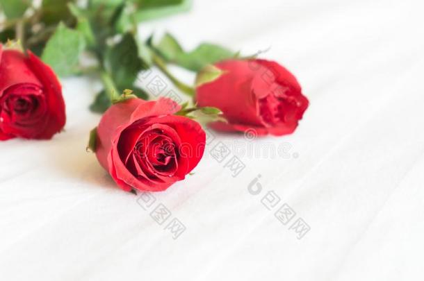 特写镜头红色的玫瑰向白色的<strong>床背景</strong>,爱和浪漫的感觉
