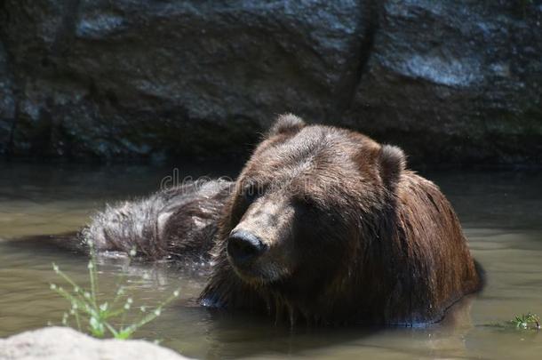 野生的棕色的住在半岛上的居民熊等游泳它自己