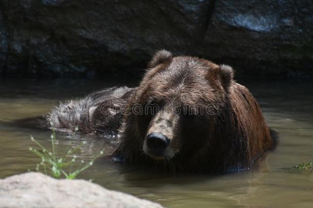 棕色的住在半岛上的居民熊洗澡采用指已提到的人野生的