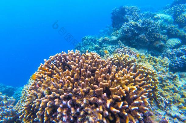 在水中的风景和珊瑚礁.珊瑚海面下的照片.海