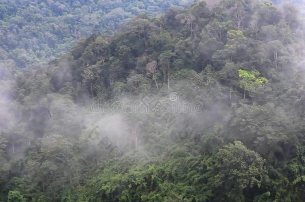 风景关于密集的热带的雨林在山Chillann在ional公园