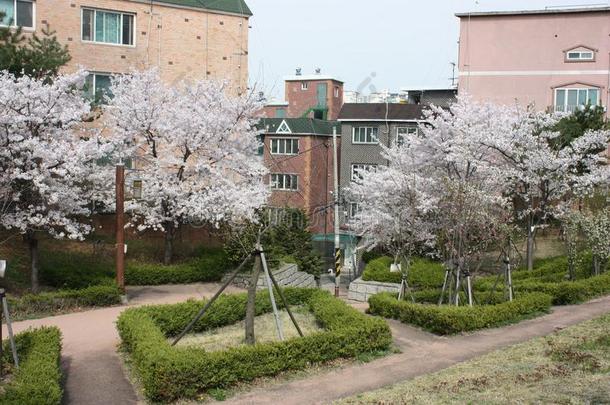 盛开的树在近处寓所建筑物采用首尔