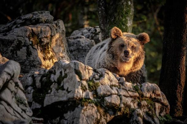 欧洲的棕色的熊采用斯洛文尼亚