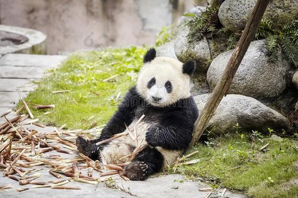 巨人<strong>熊猫</strong>休息后的<strong>吃竹子</strong>,成都,中国