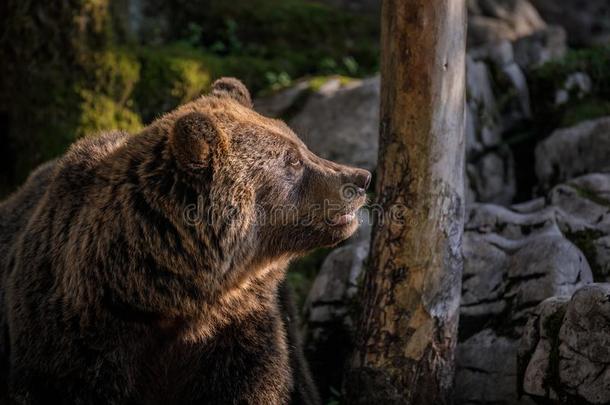 欧洲的棕色的熊熊大小熊星座统称大小熊星座统称