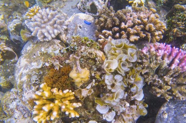 在水中的风景和热带的鱼.珊瑚海面下的照片.英文字母表的第19个字母