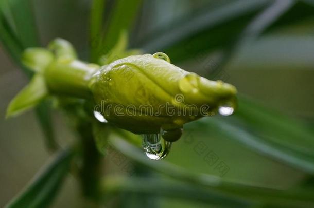 指已提到的人美好关于滑行的雨落下越过<strong>金色</strong>的喇叭芽