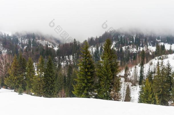 冷杉-树向雪-大量的山,喀尔巴阡山脉,乌克兰