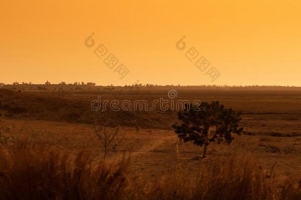 非洲的平原在日落,和干的干燥的树.安哥拉棉毛呢
