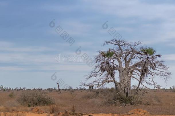 典型的非洲的树大家知道的同样地另一方面.非洲的平原.安哥拉棉<strong>毛呢</strong>.