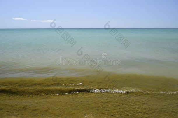 临海的海波.海水和海weed.临海的水藻.海比衣