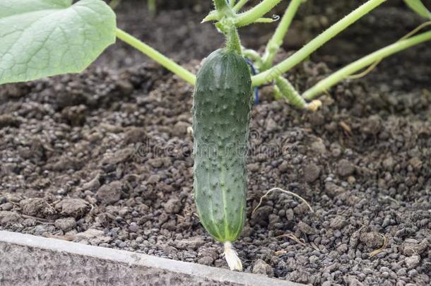 刚出芽的幼苗黄瓜.指已提到的人教养关于黄瓜采用温室