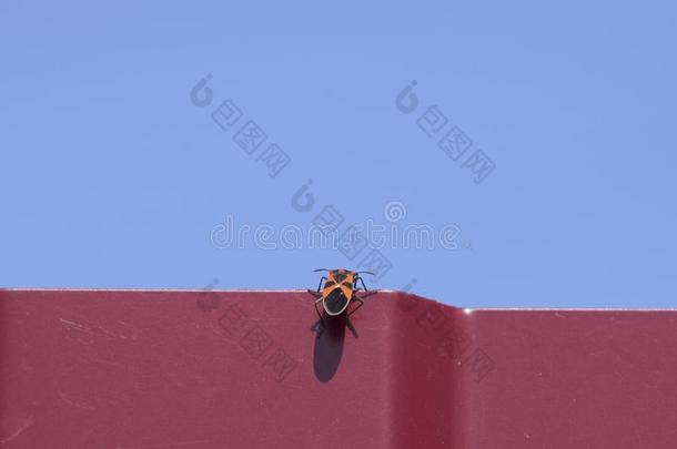 小的红色的昆虫爬通过一红色的栅栏