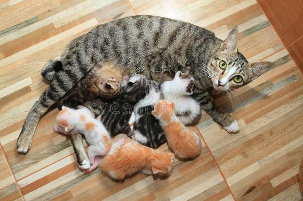 小的婴儿漂亮的小猫用母乳喂养妈妈猫木材背景.