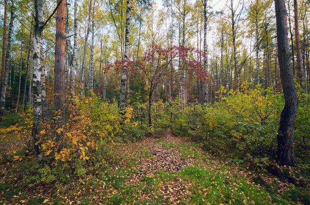 秋风景采用指已提到的人森林和红色的灰.