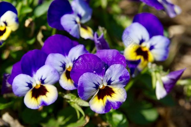 蓝色和黄色的三色紫罗兰花