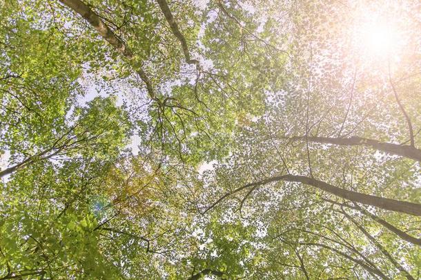 森林底部看法和透镜闪耀绿色的树自然的户外的标准