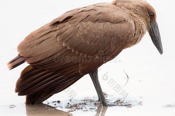 哈默科普鸟起立采用水