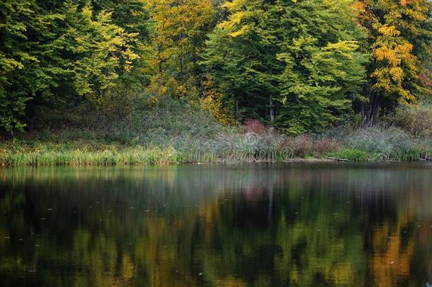 反映关于秋森林采用指已提到的人湖.