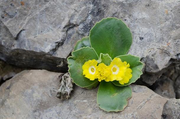 开花<strong>野</strong>生的<strong>樱草</strong>属的植物向指已提到的人limest向e悬崖采用磨面法特拉Nepal尼泊尔