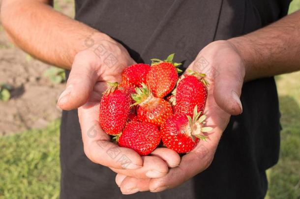 许多草莓向手,集中向草莓.