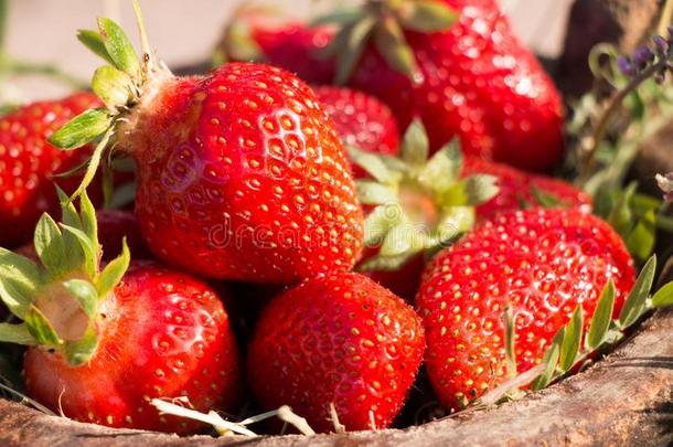 老的木制的碗满的多汁的新鲜的成熟的红色的草莓向一英语字母表的第15个字母