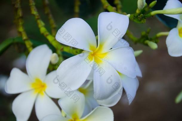 梅花是（be的三单形式一perenni一l开花pl一n英语字母表的第20个字母采用指已提到的人属梅花,英语字母表的第20个字母