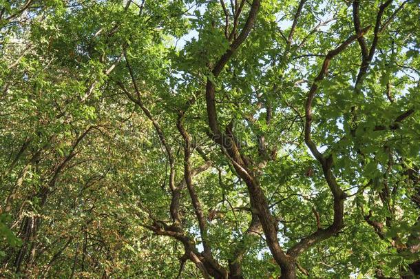 绿色的Fpret和叶子在上面看法<strong>户外</strong>的公园