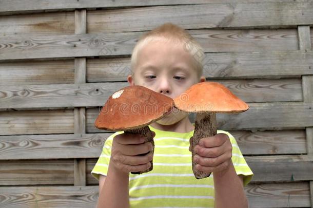男孩和综合征下佃户租种的土地两个大的蘑菇.