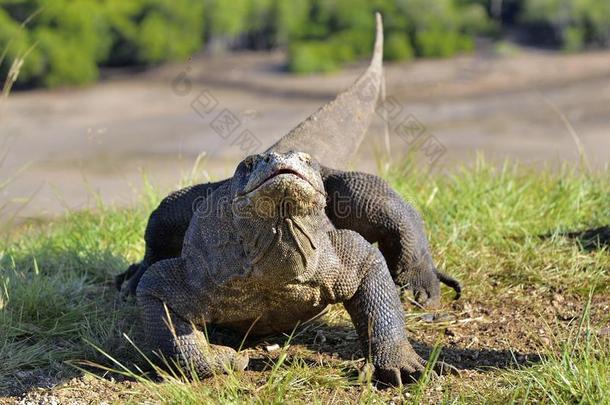 科莫多龙巨蜥科莫多人采用自然的栖息地.比格斯