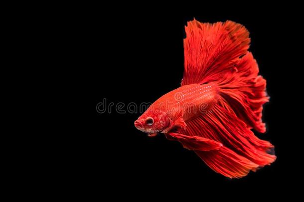 红色的暹罗人战斗的鱼向黑的背景.