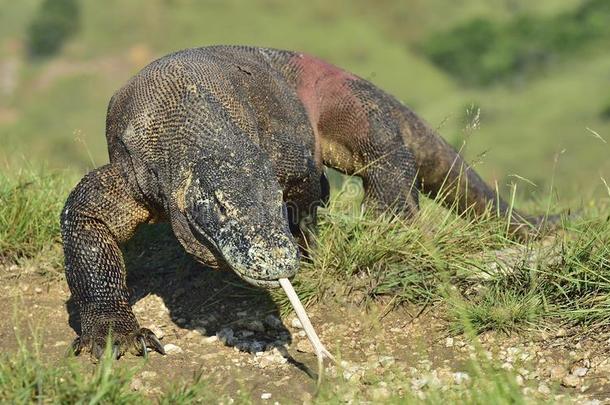科莫多龙巨蜥科莫多人和指已提到的人叉状的舌头Senegal塞内加尔