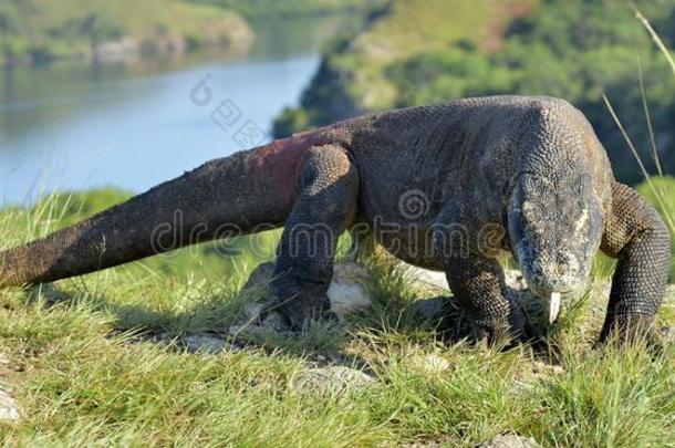 科莫多龙巨蜥科莫多人和指已提到的人叉状的舌头Senegal塞内加尔
