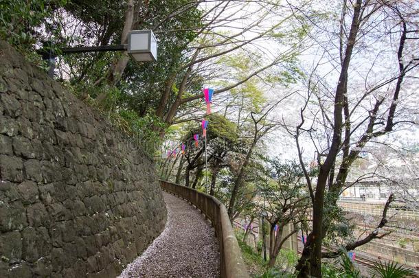 走道装饰和樱花节日灯笼在青山标准