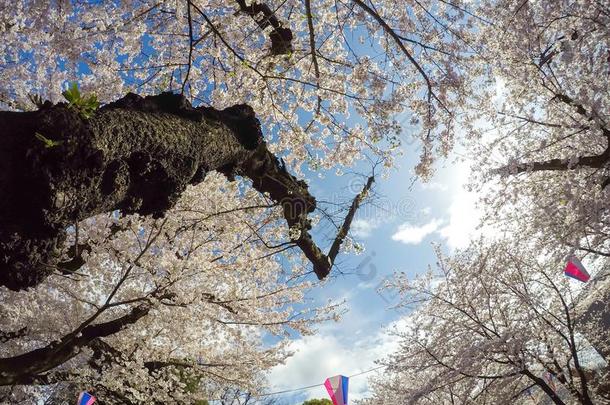 樱桃花和樱花节日灯笼和蓝色天后面