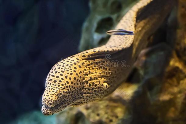 <strong>盐水</strong>的鱼海鳗鳝鱼采用指已提到的人水族馆.