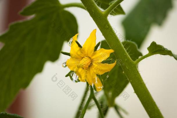 黄色的花关于番茄和落下水采用蔬菜花园克洛