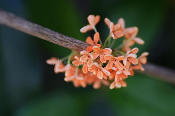 芳香的橄榄