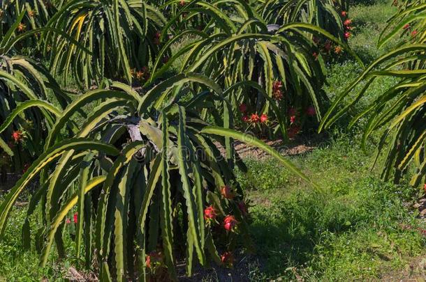 龙成果或火龙果火龙果种植园采用泰国海龙