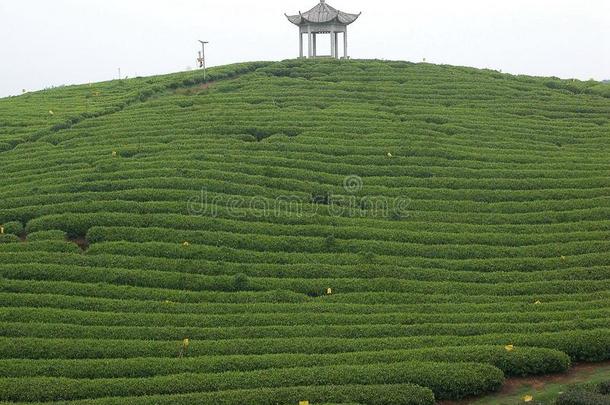 大的茶水花园