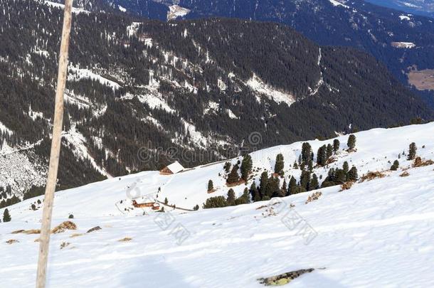 阿尔卑斯山的木造农舍住宅和山雪全景画和树采用winter冬天