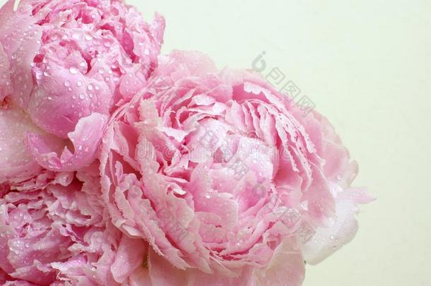 开花花关于牡丹花束关于纤弱的粉红色的颜色和资料暂存器