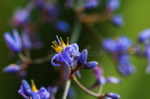 装饰的<strong>长满草</strong>的植物和小的紫色的花.