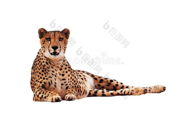 非洲猎豹有斑点的隔离的在白色的