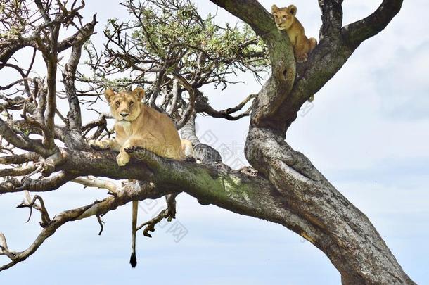狮子在上面一树