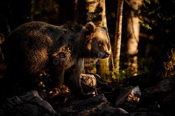 欧洲的棕色的熊采用浓的森林