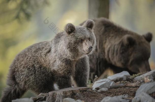 年幼的熊和母亲