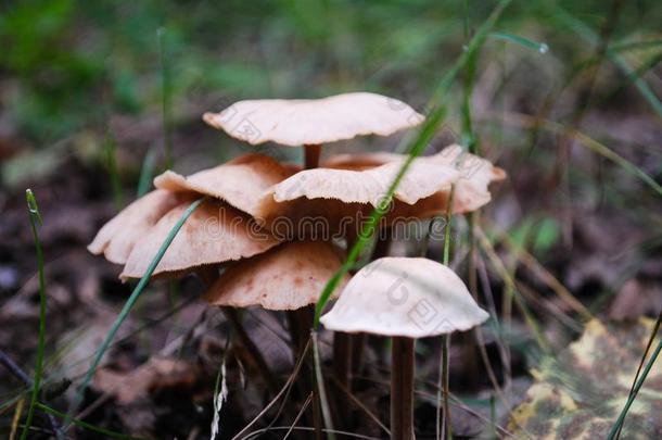 蘑菇采用森林
